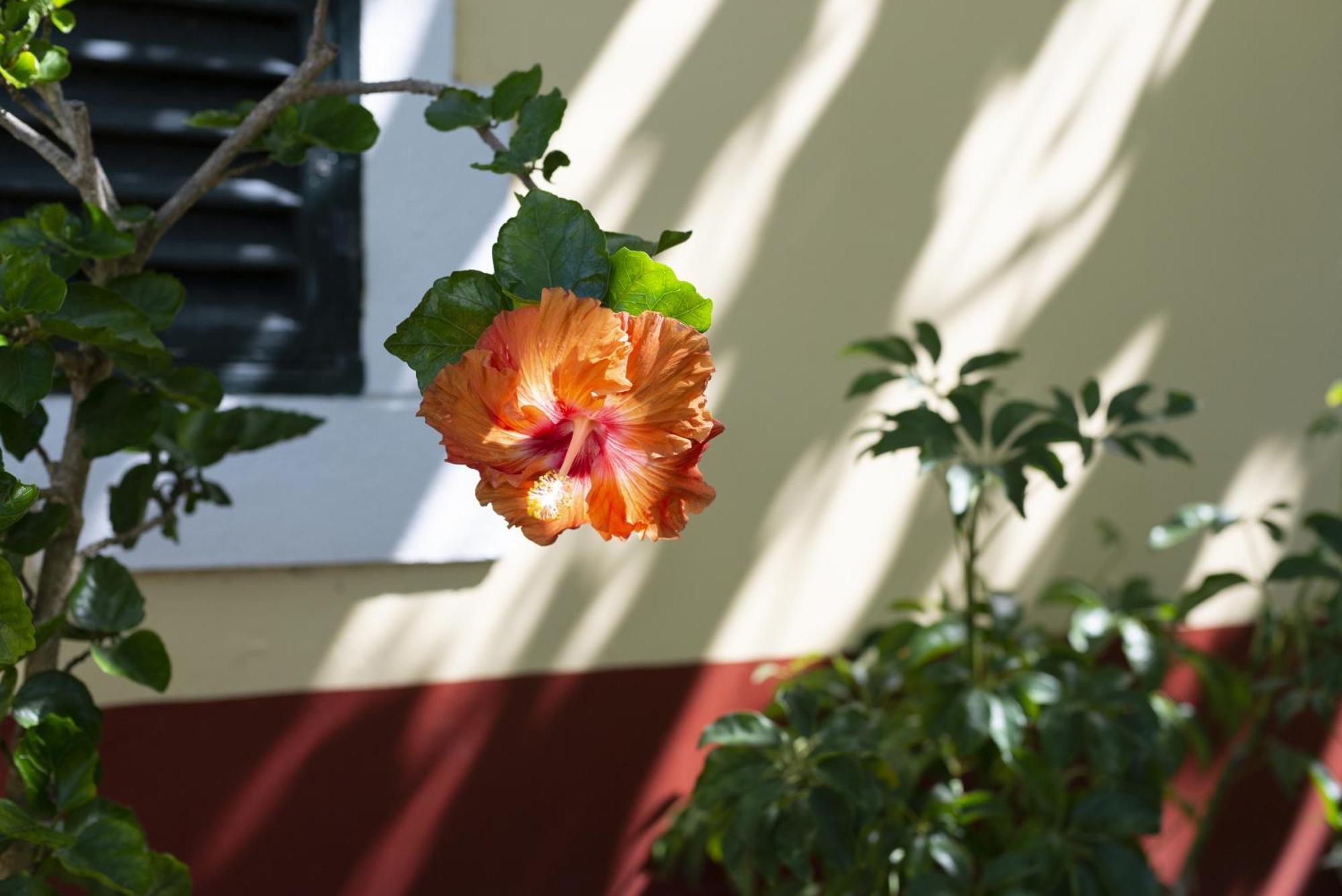 Quinta Das Hortensias Arco de São Jorge Екстериор снимка