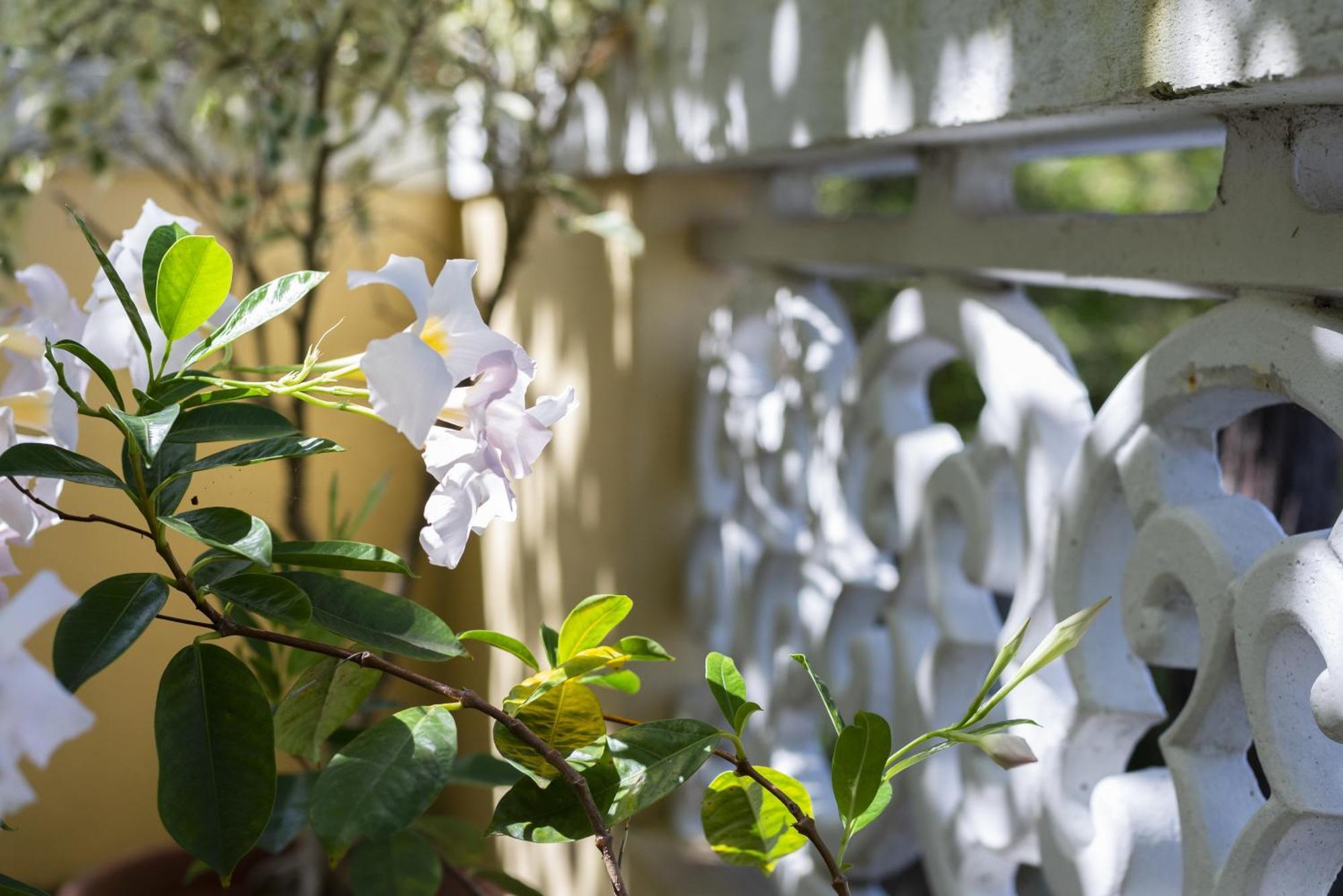 Quinta Das Hortensias Arco de São Jorge Екстериор снимка